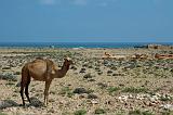 IMG_4960 dromedario, Socotra